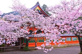 京都らしい桜の名所で前撮り